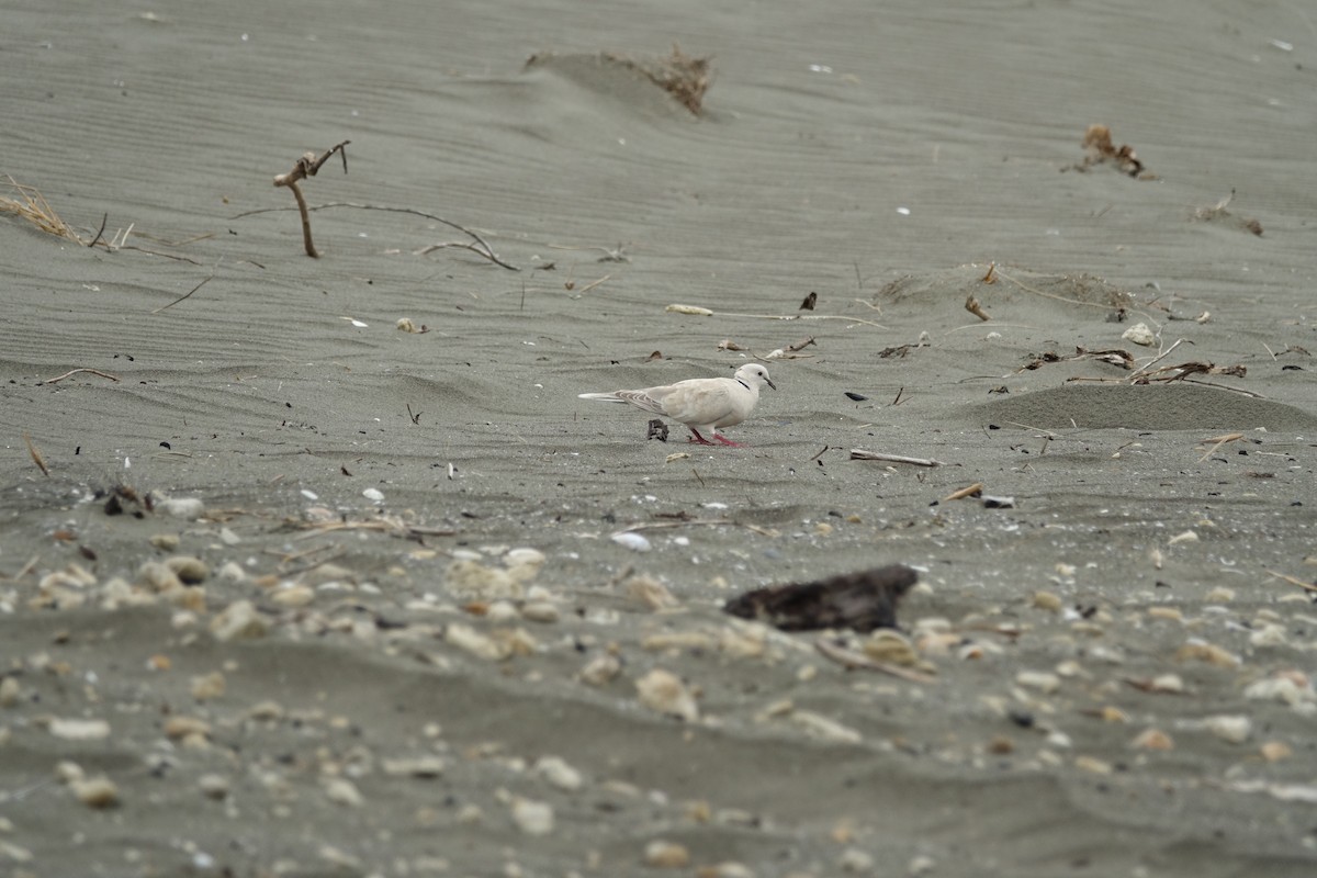 African Collared-Dove - ML196070961