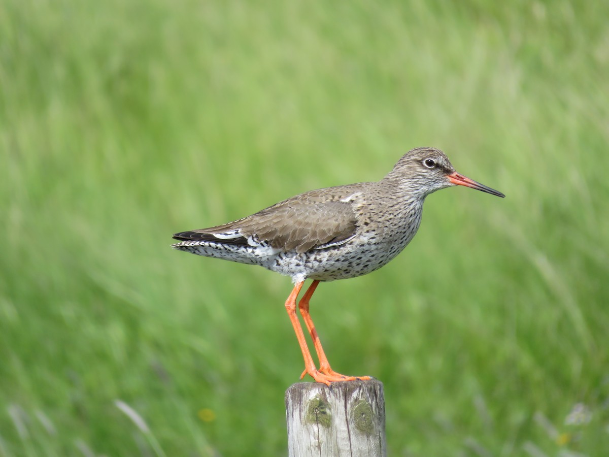 Common Redshank - Bruce Kronmiller