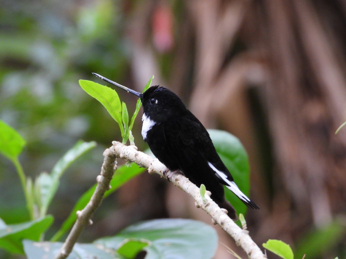 Collared Inca - ML196071471