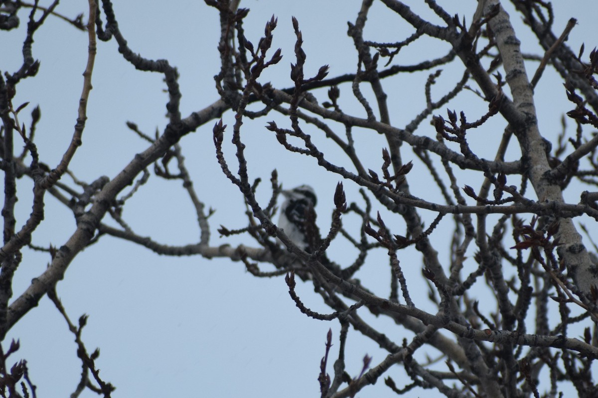 Hairy Woodpecker - ML196071491