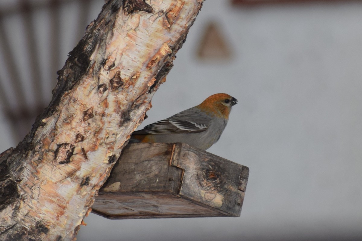 Pine Grosbeak - ML196071641