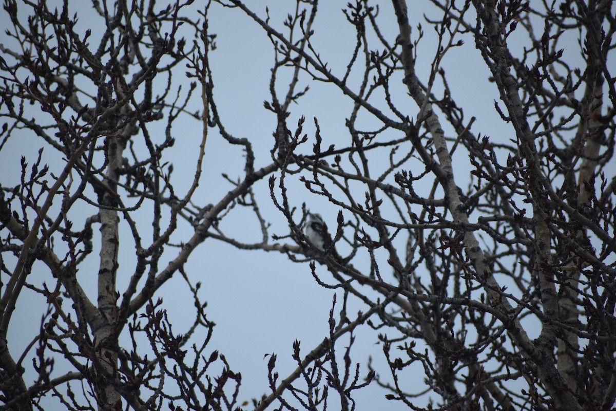 Hairy Woodpecker - ML196071661