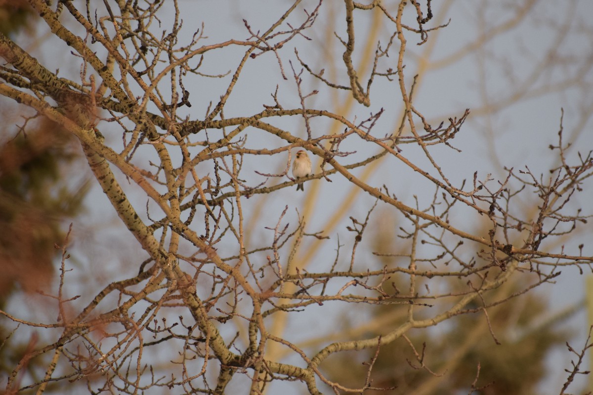 Common Redpoll - ML196071721