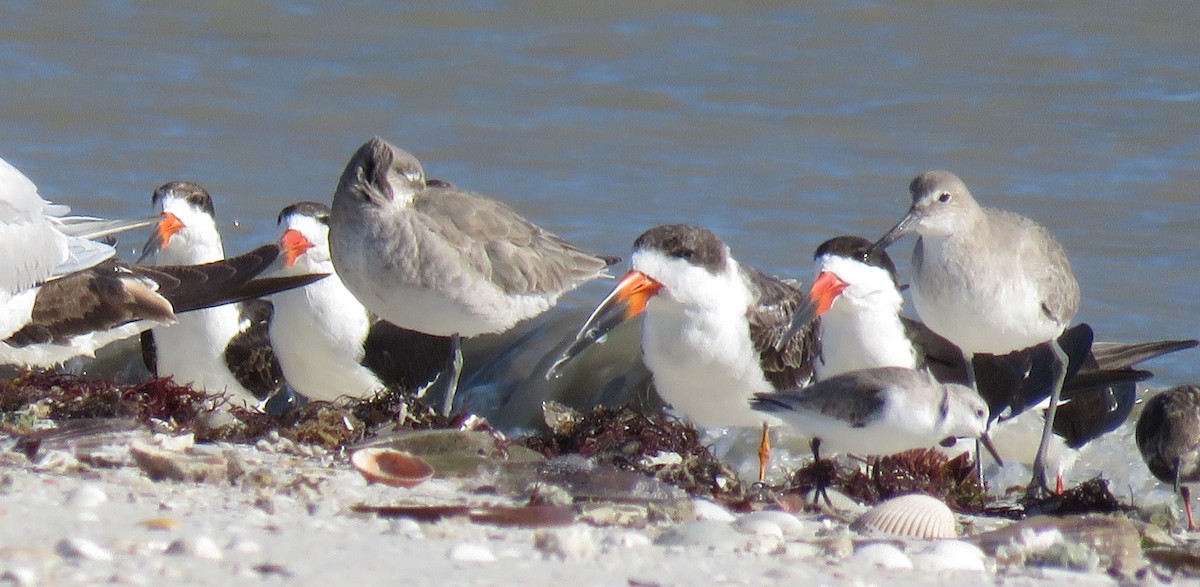 Black Skimmer - ML196072441