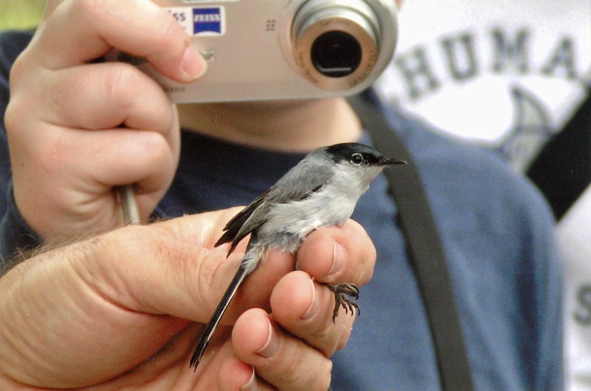 Black-tailed Gnatcatcher - ML196072661