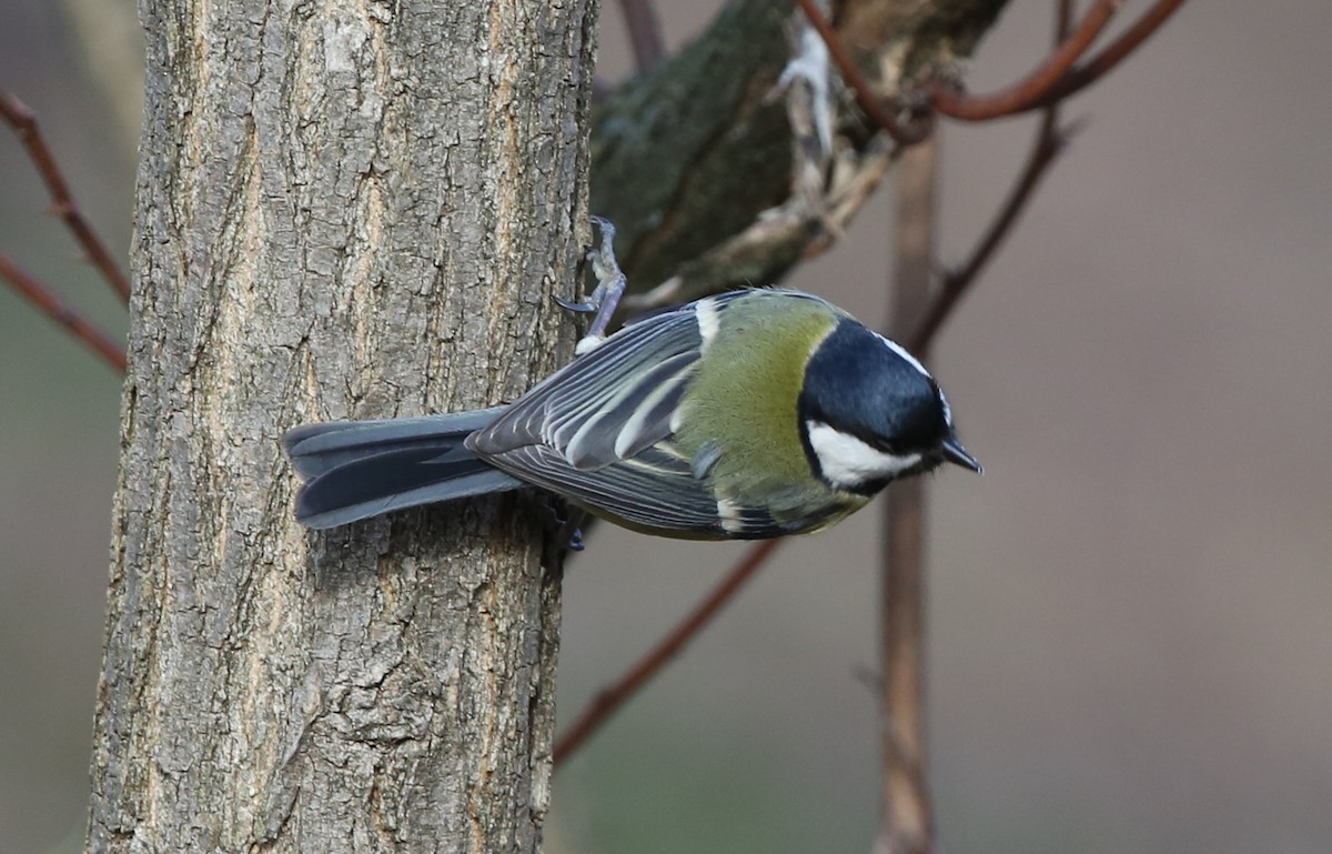 Great Tit - Leonardo Rassu