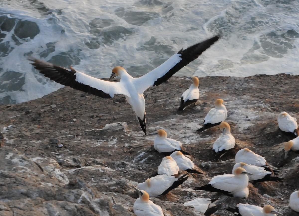 Australasian Gannet - ML196074571