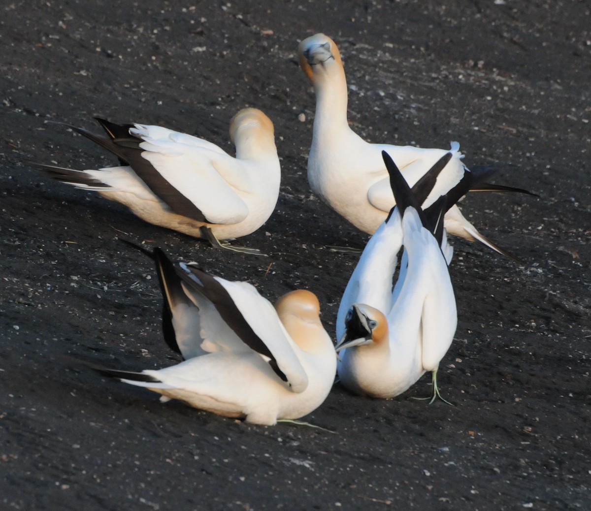 Australasian Gannet - ML196074631