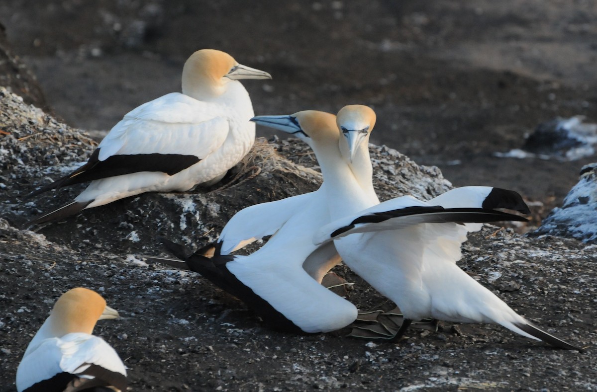 Australasian Gannet - ML196074651