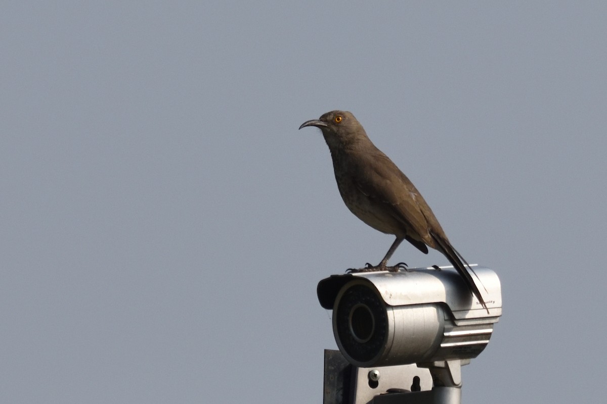 Curve-billed Thrasher - ML196075871