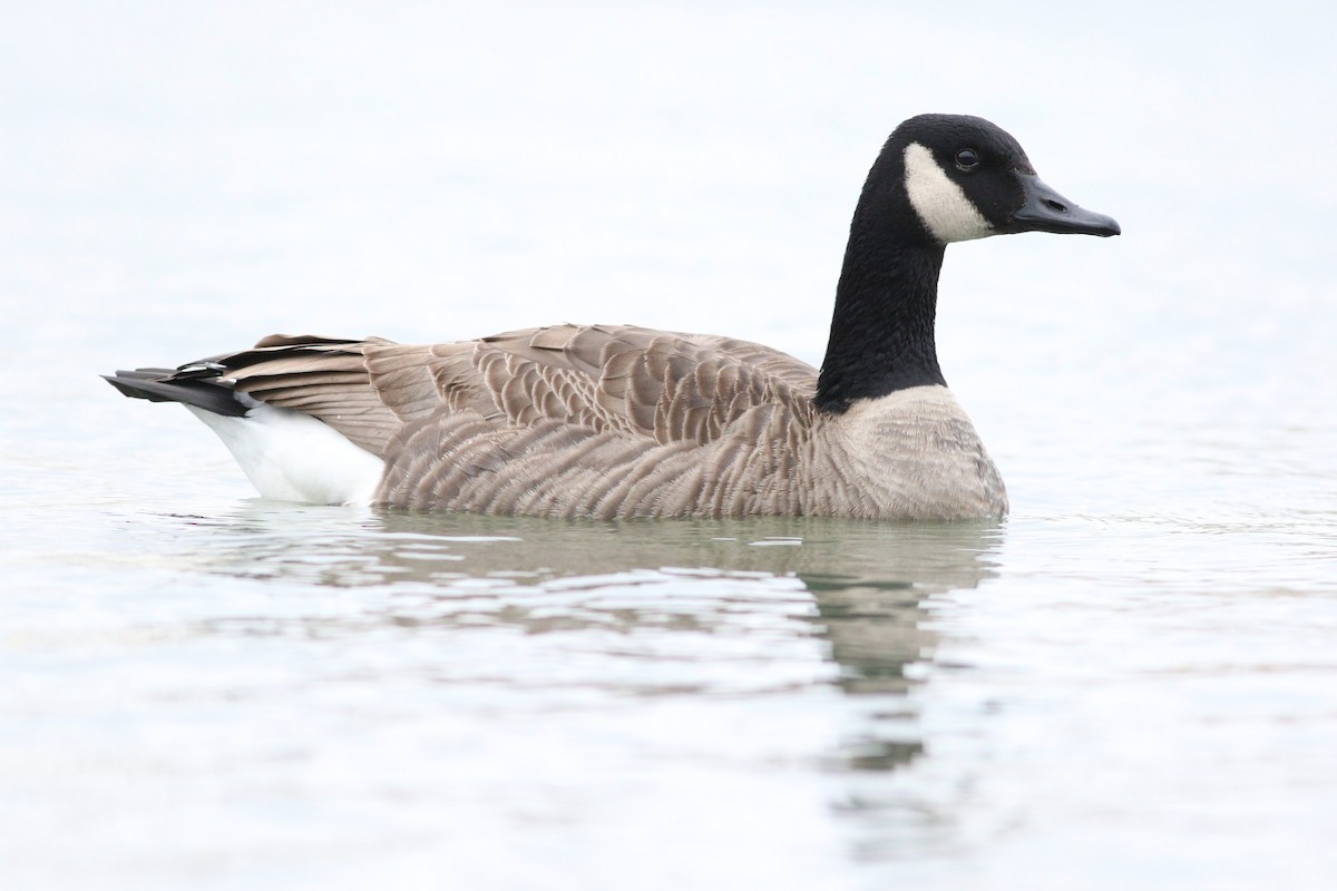 Canada Goose - ML196076231