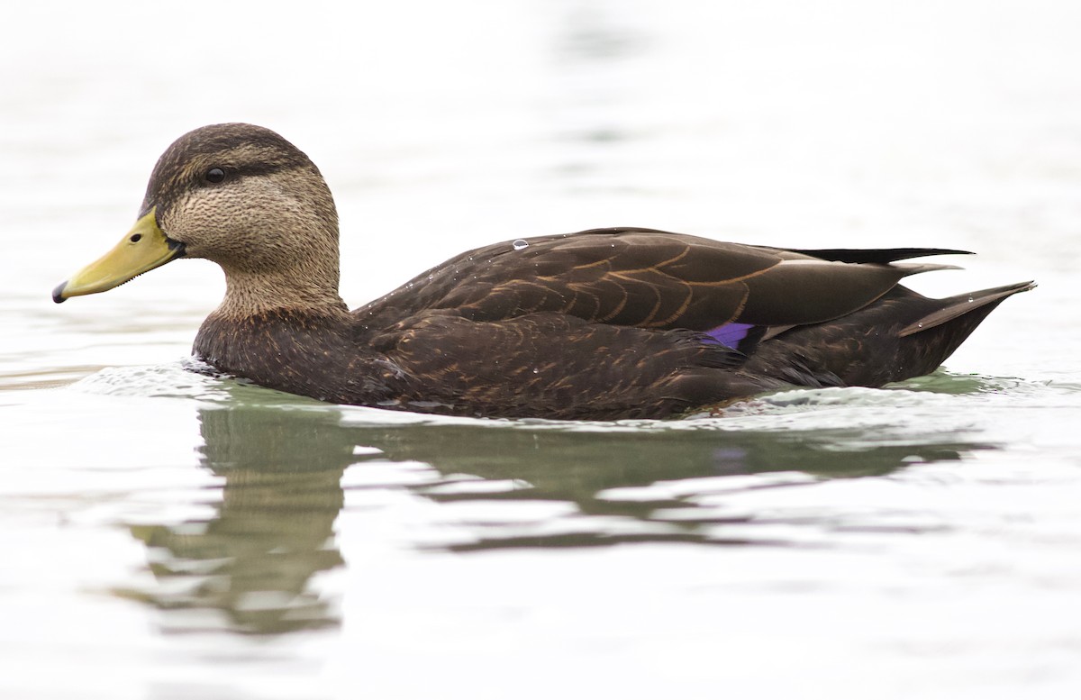 Canard noir - ML196076311