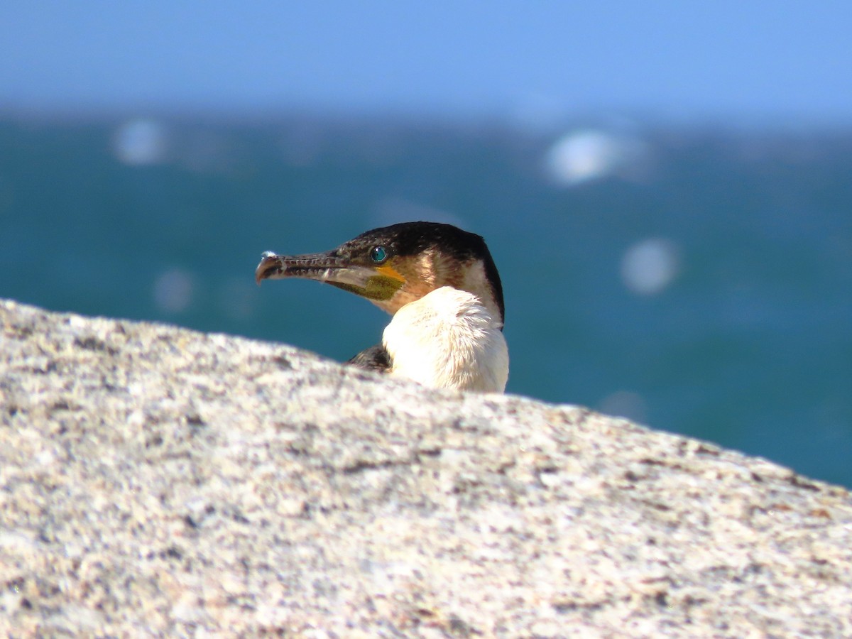 Great Cormorant (White-breasted) - ML196077011