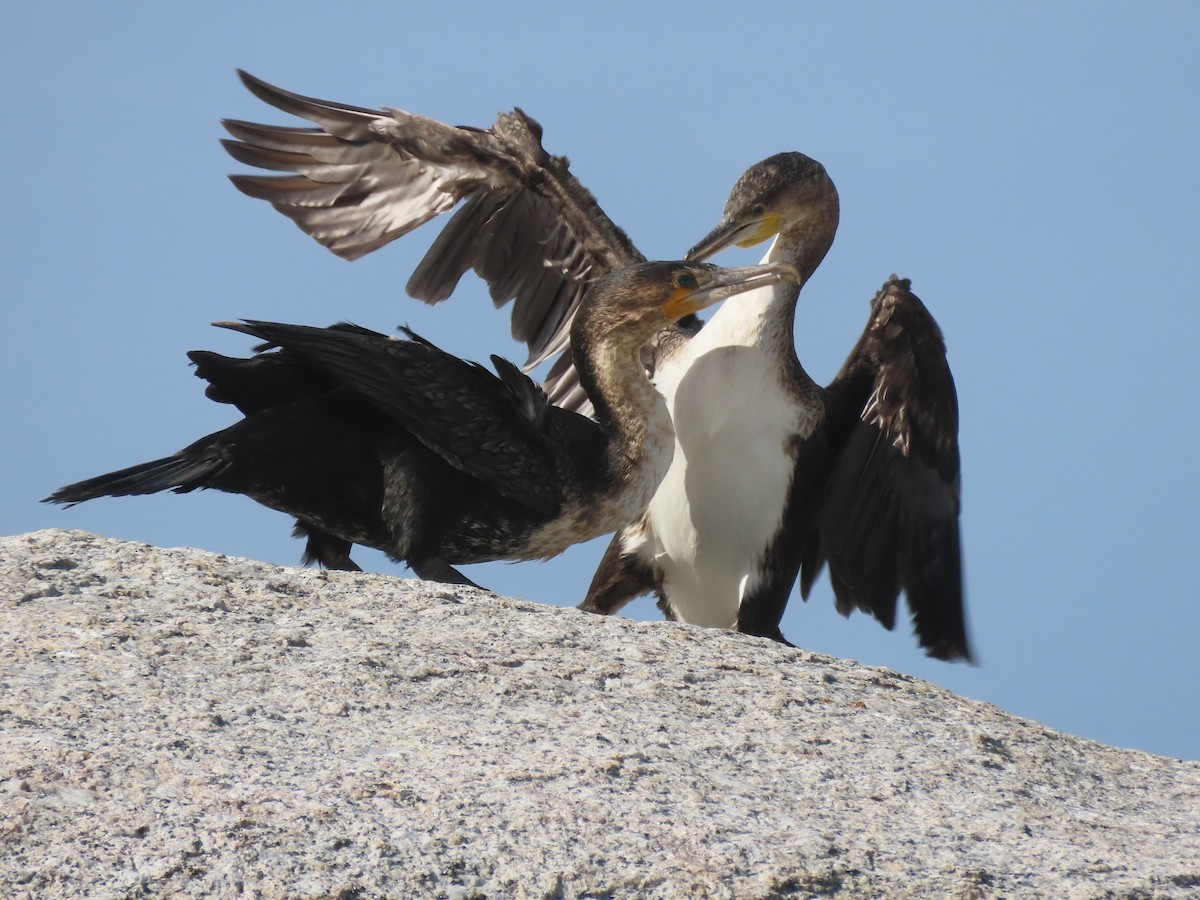 Cormorán Grande (ventriblanco) - ML196077021