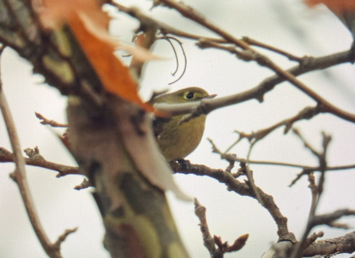 Hutton's Vireo - Nick Mrvelj