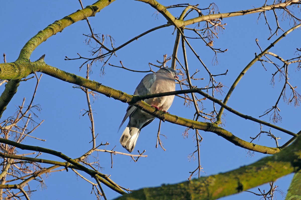 Common Wood-Pigeon - Ray Scally