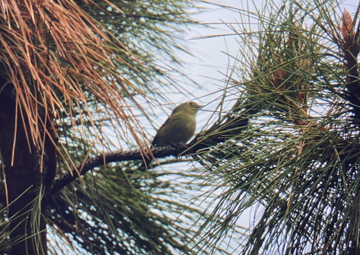 Hutton's Vireo - ML196078281