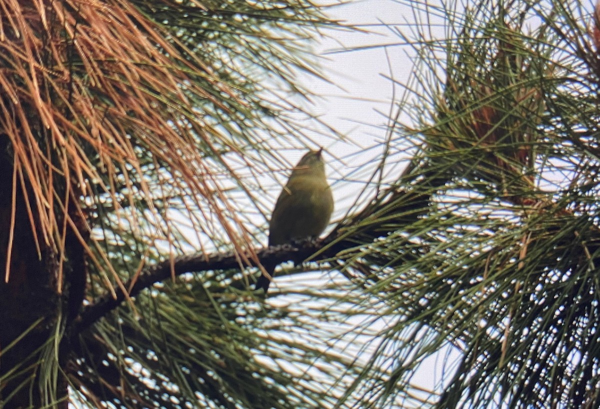 Hutton's Vireo - ML196078291