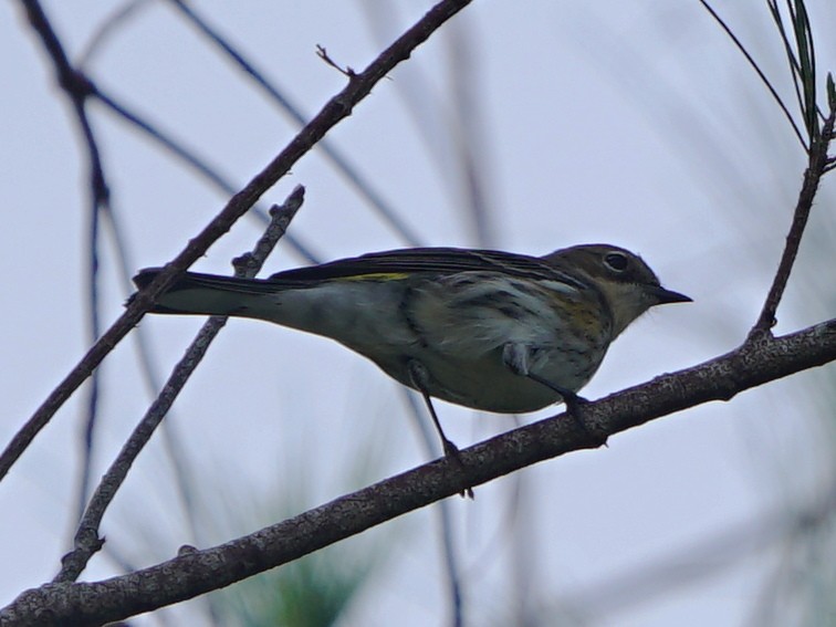 Yellow-rumped Warbler - ML196080701
