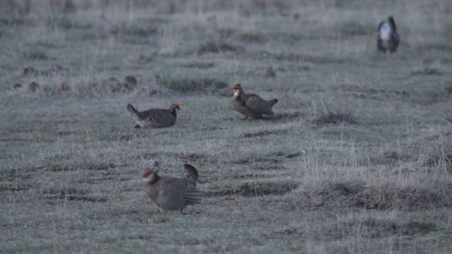 Gallo de las Praderas Grande (pinnatus) - ML196081441