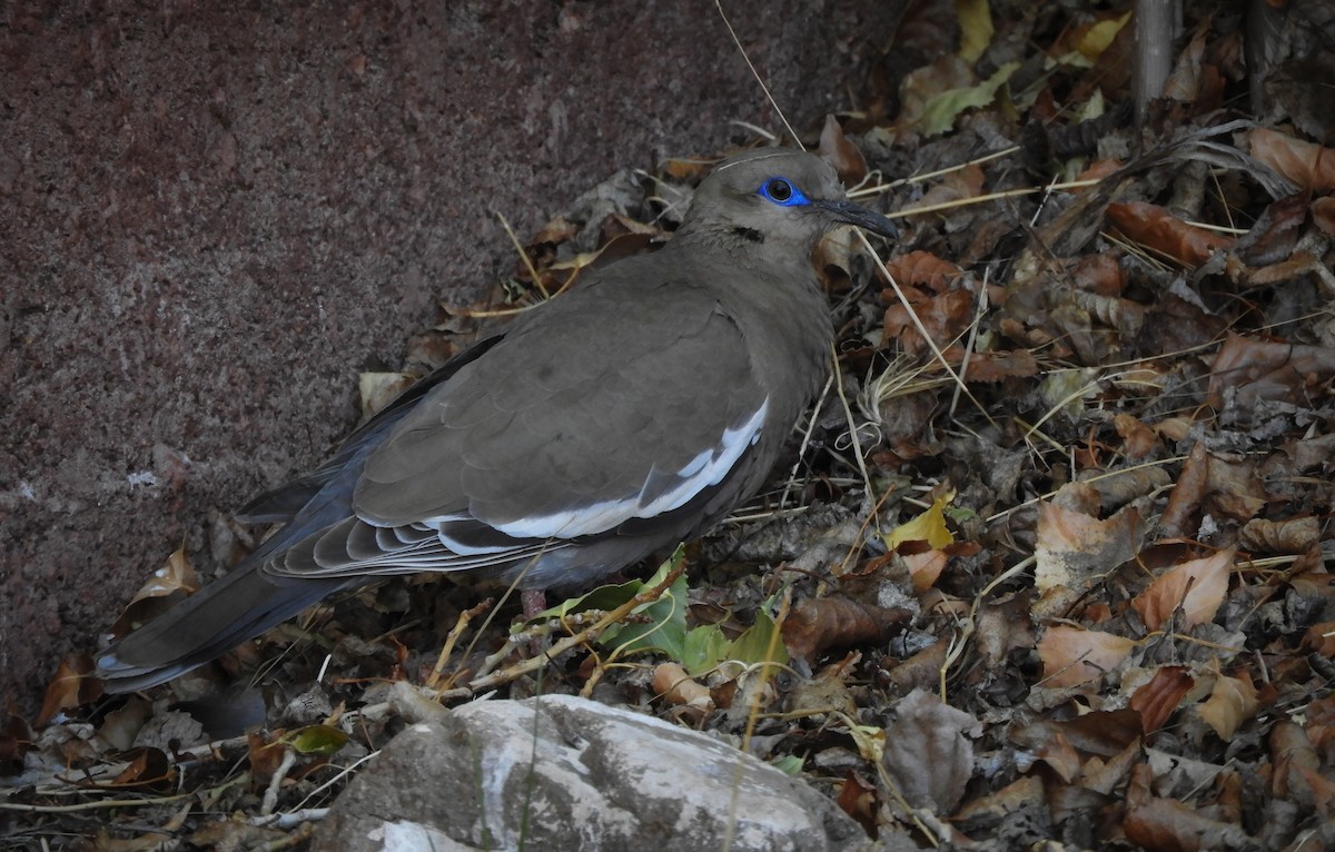 West Peruvian Dove - ML196081941