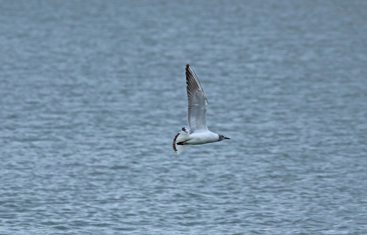 Black-headed Gull - ML196082421