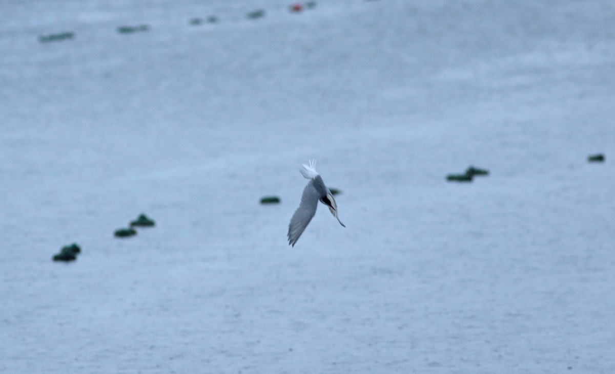 Common Tern - ML196083811