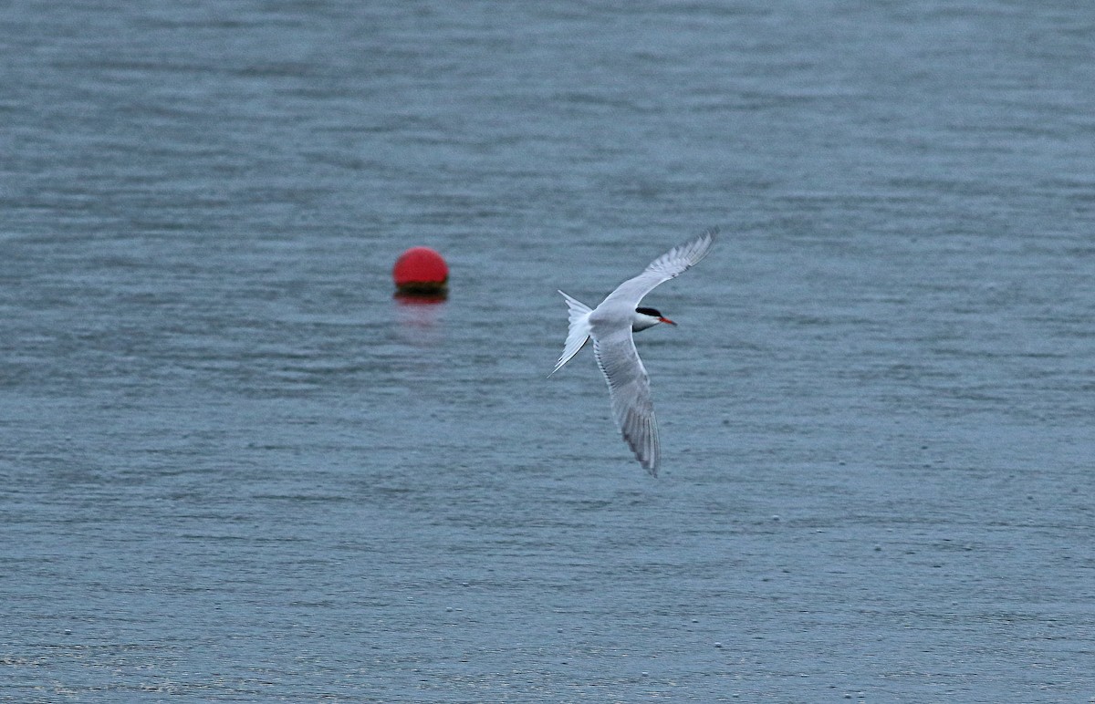 Common Tern - ML196084171