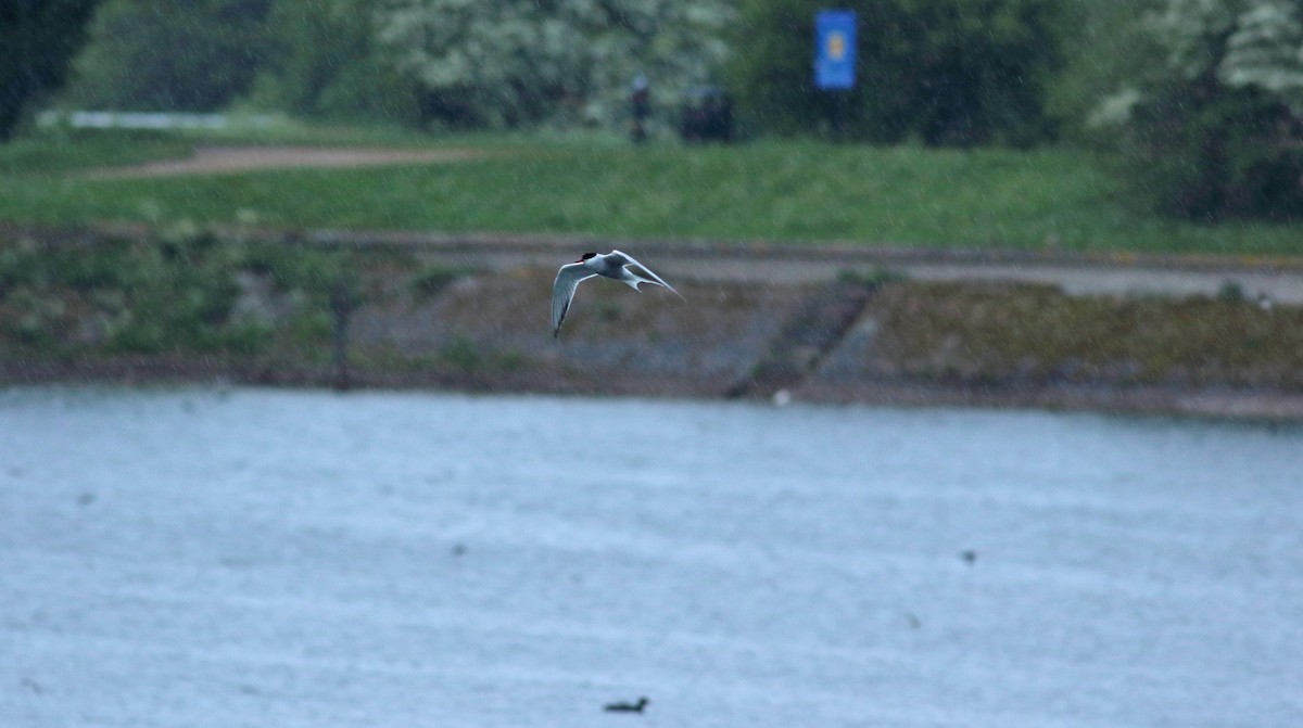 Common Tern - ML196084281