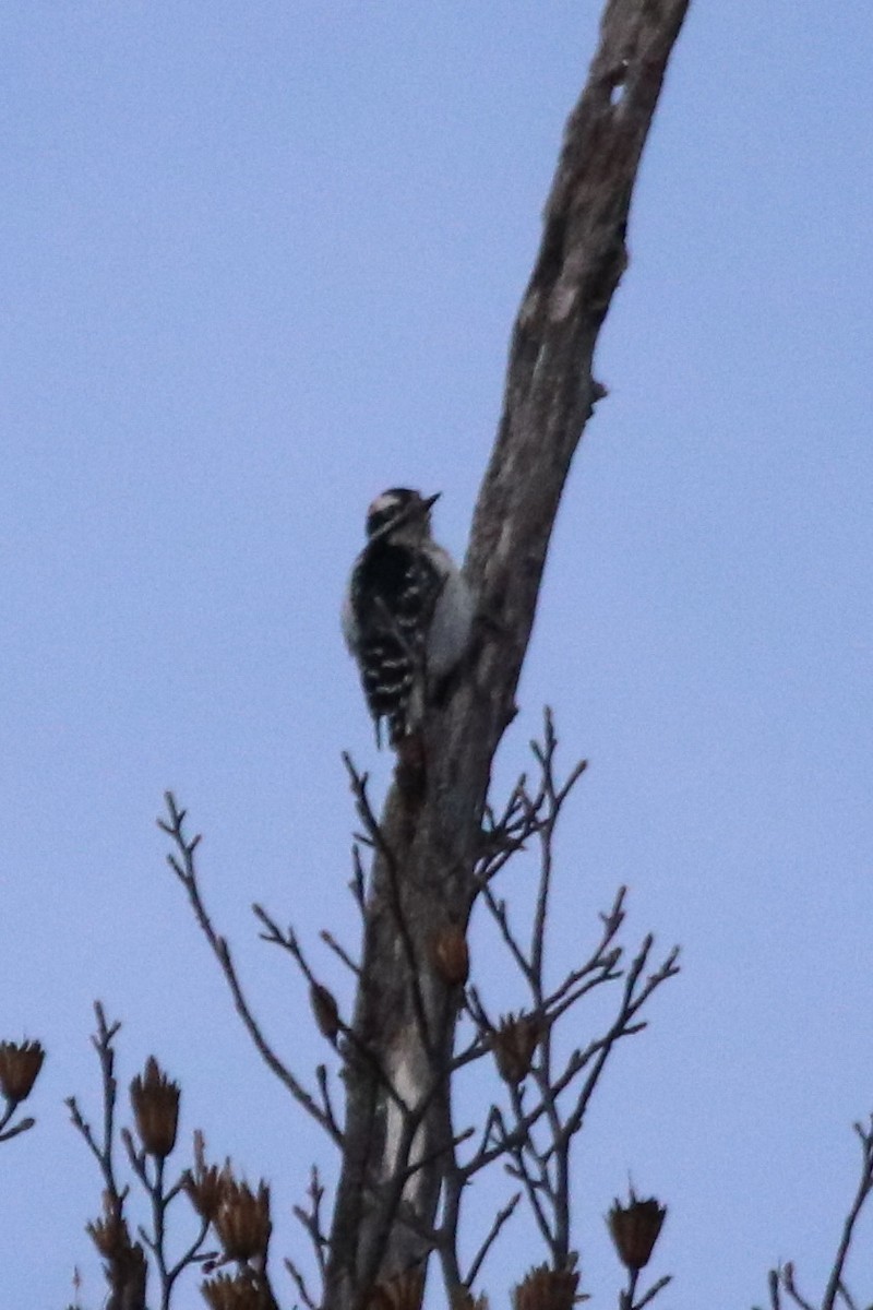 Hairy Woodpecker - ML196084621