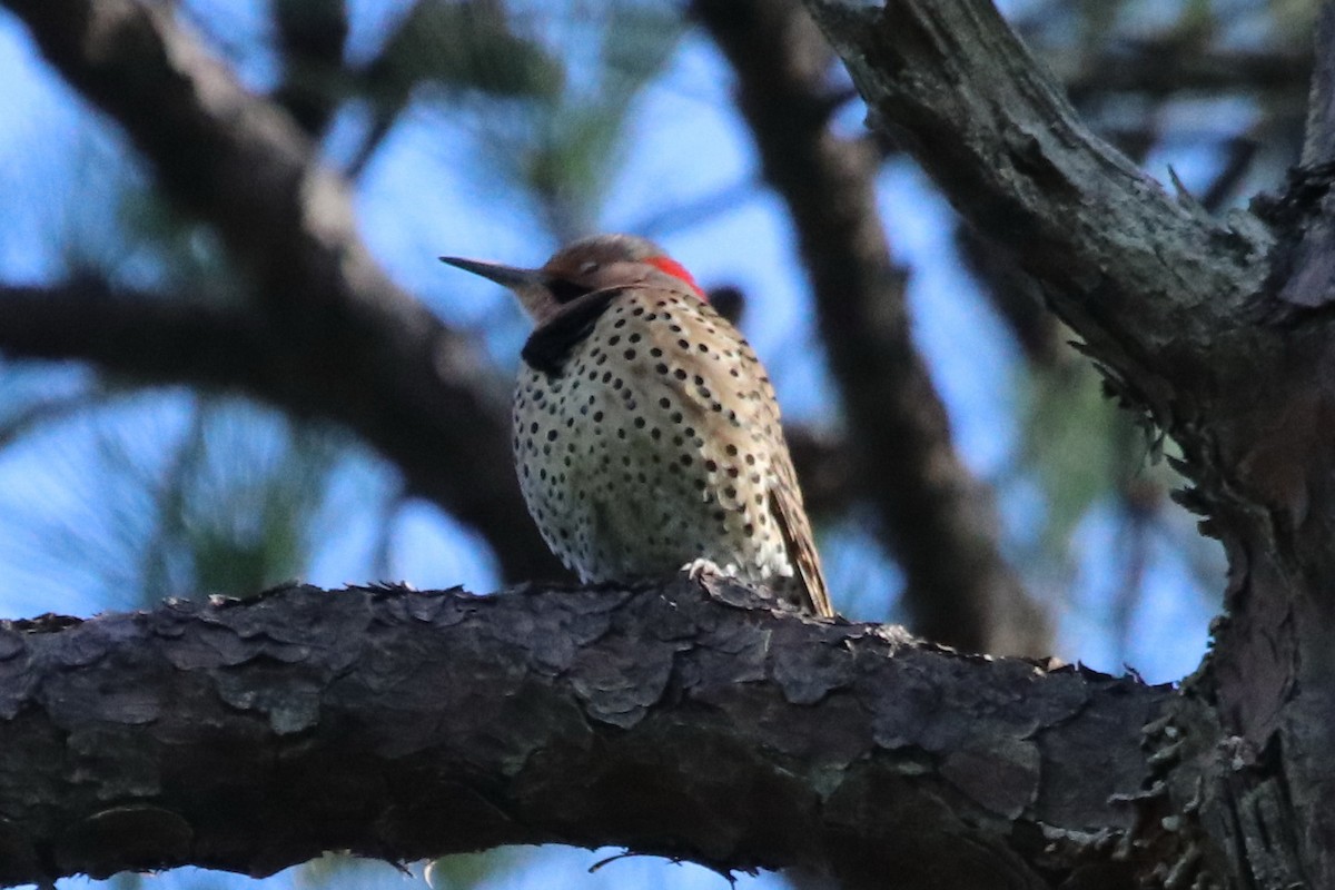 Northern Flicker (Yellow-shafted) - ML196084651