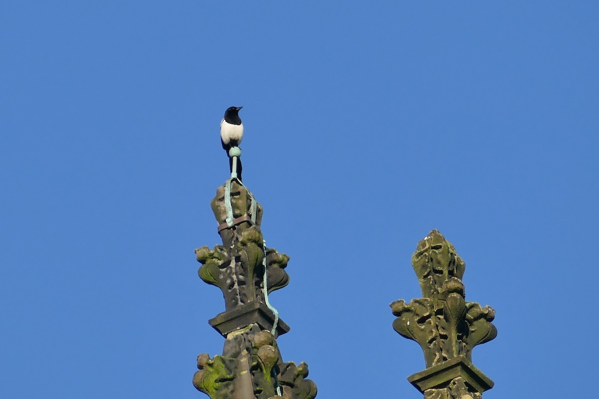 Eurasian Magpie - ML196085161