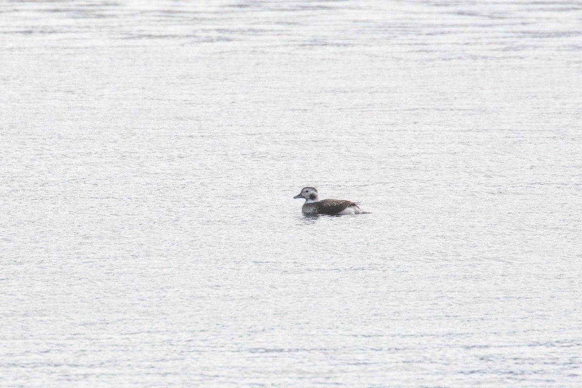 Long-tailed Duck - ML196086111