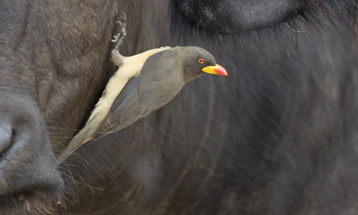 Yellow-billed Oxpecker - ML196089431