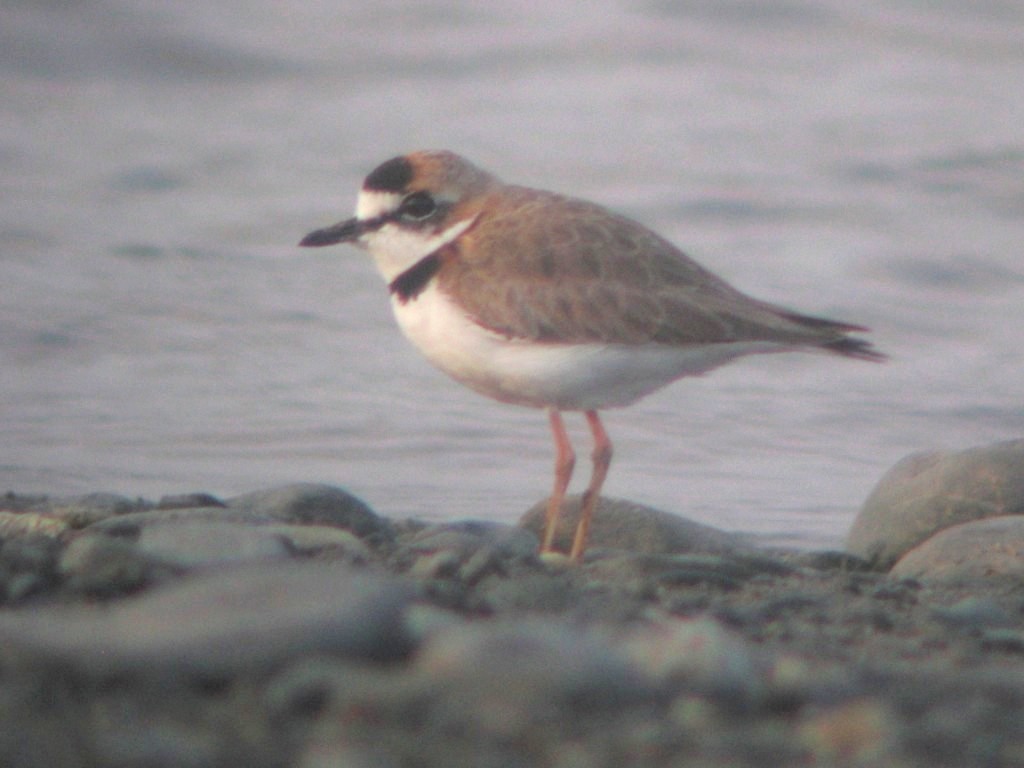 Collared Plover - ML196091281
