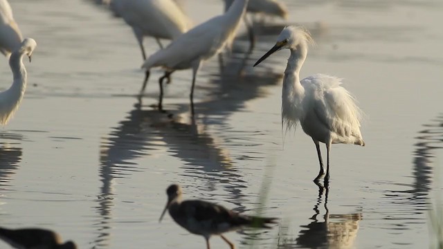 Snowy Egret - ML196095101