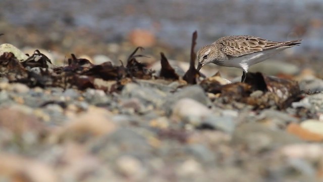 White-rumped Sandpiper - ML196096361