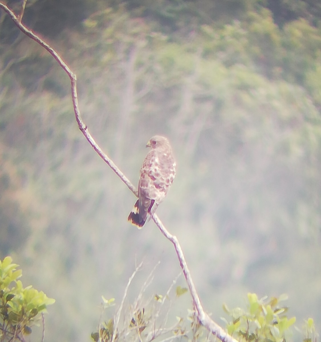 Broad-winged Hawk - ML196096591