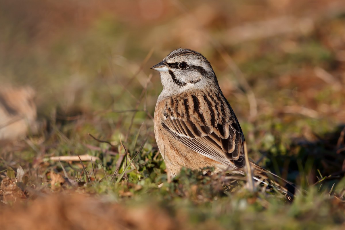 Rock Bunting - Daniel Pettersson