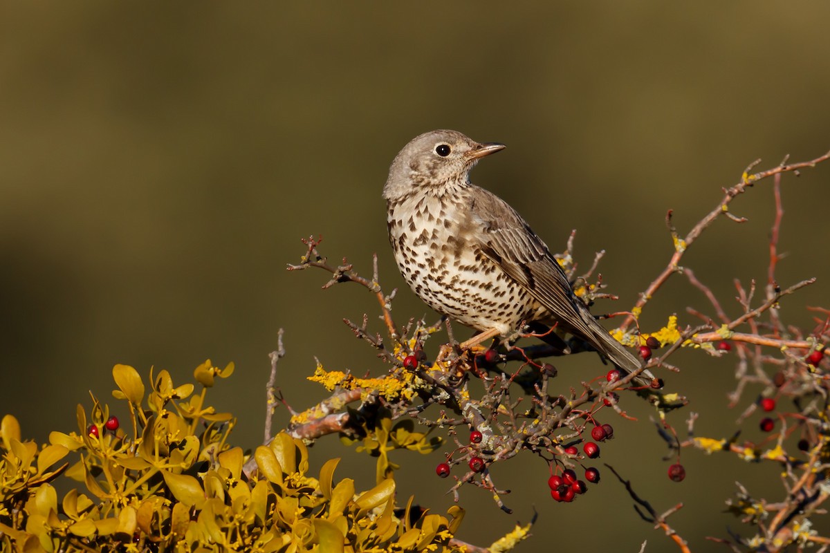 Mistle Thrush - ML196096951