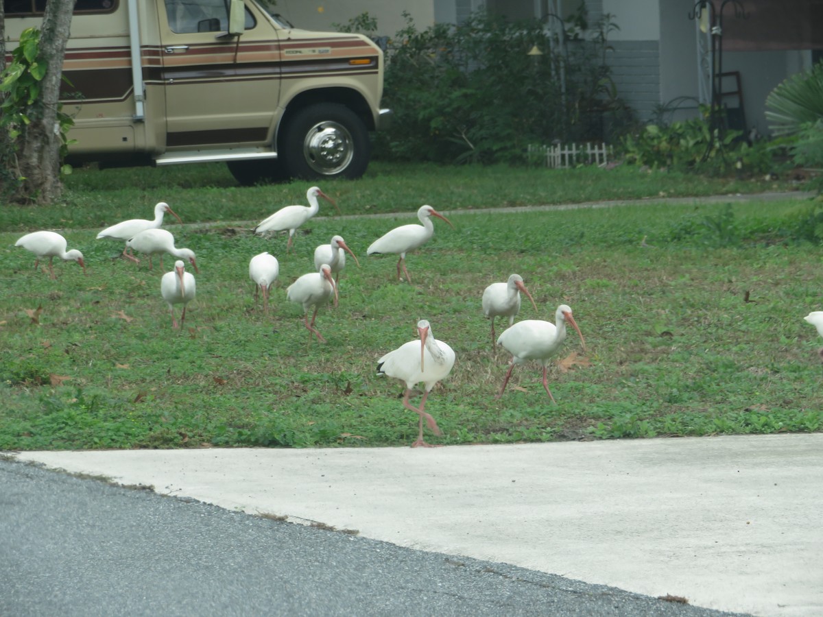 White Ibis - ML196098071