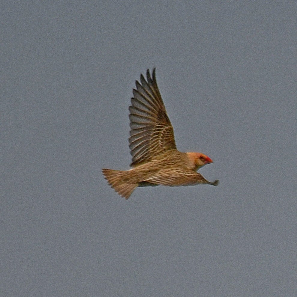 Travailleur à bec rouge - ML196098251