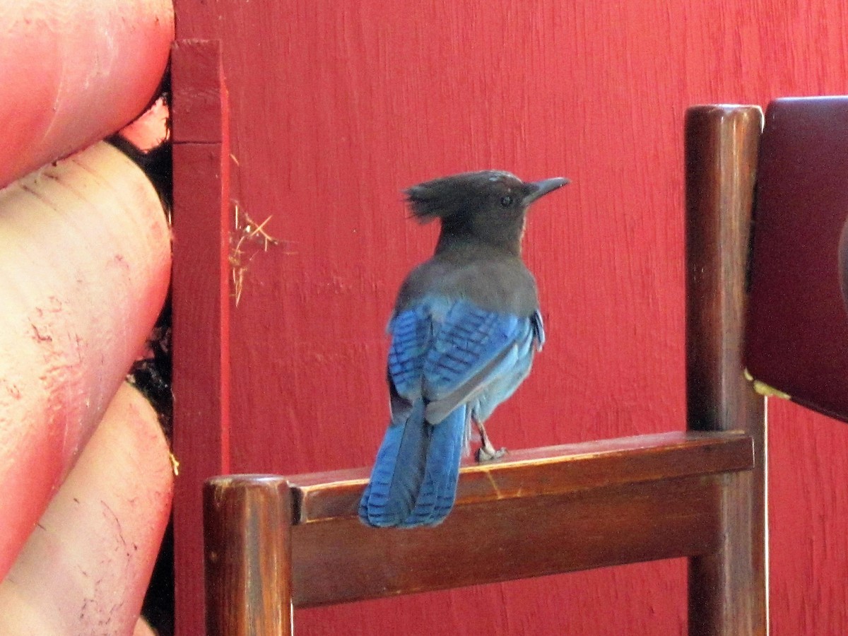 Steller's Jay - ML196098531