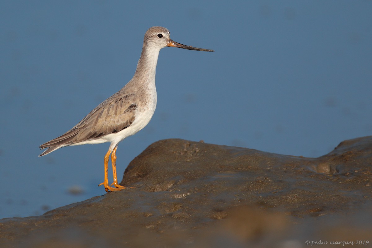 Terek Sandpiper - Pedro Marques