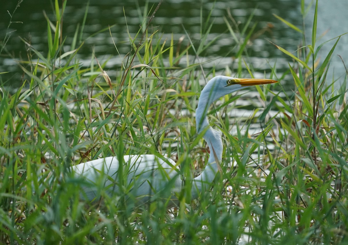 Great Egret - ML196099771