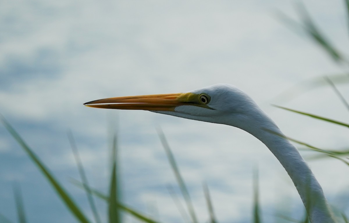 Great Egret - ML196100271