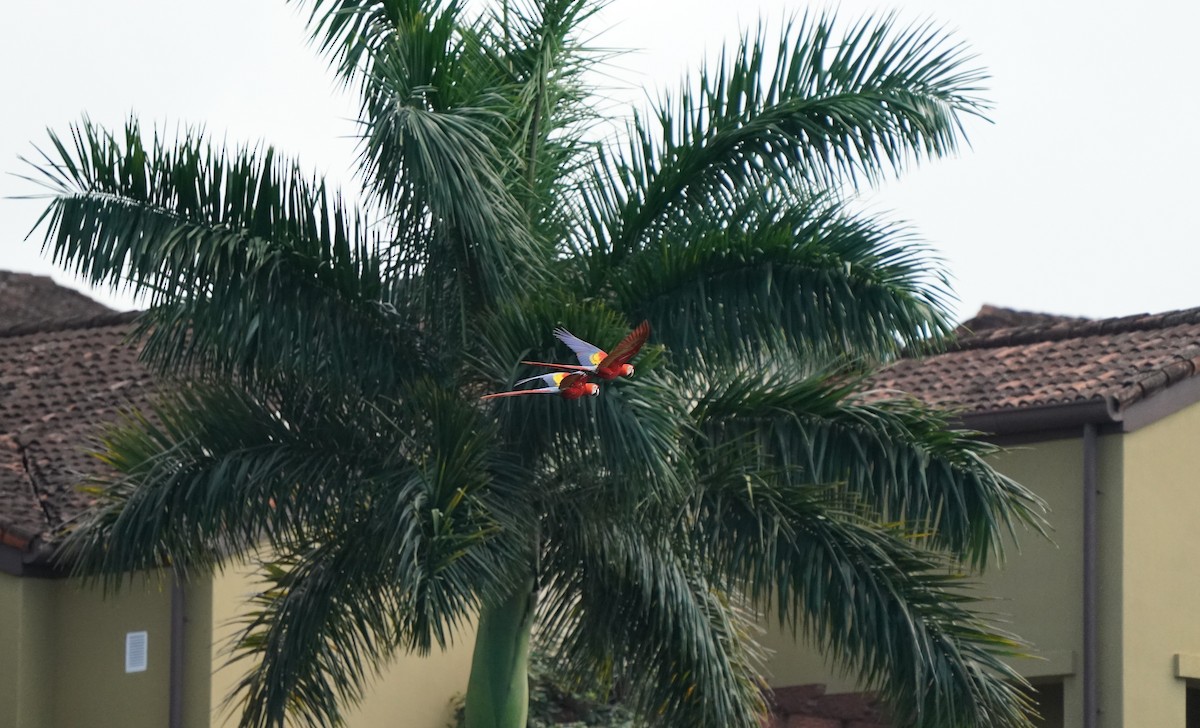 Scarlet Macaw - ML196100331
