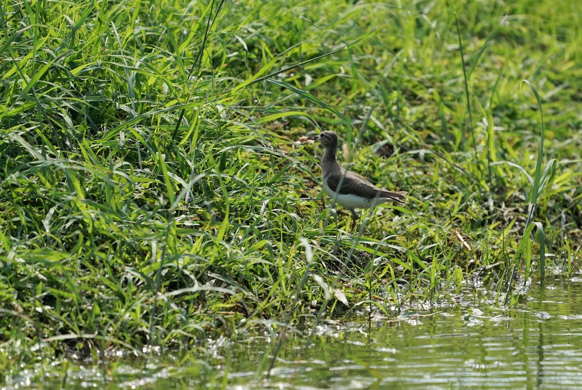 Spotted Sandpiper - ML196100421