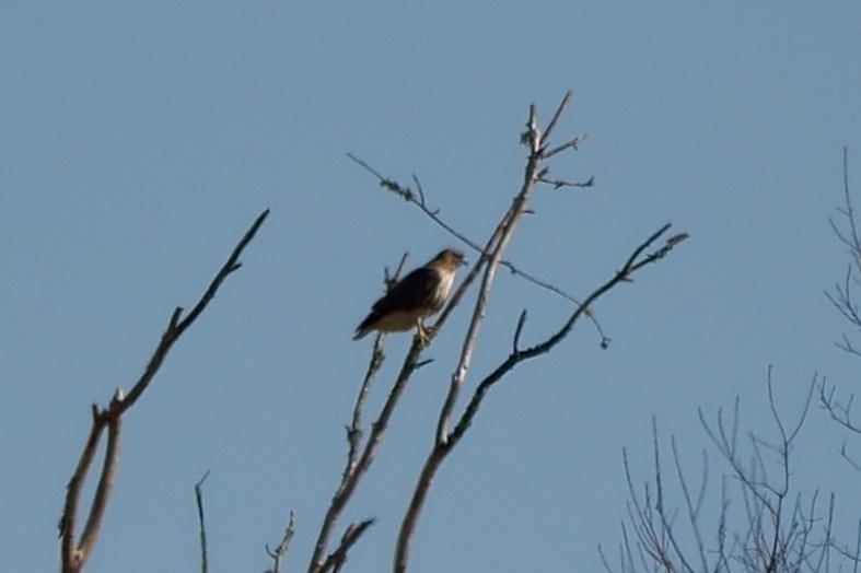 Cooper's Hawk - Howard Haysom