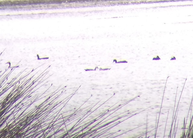 Cotton Pygmy-Goose - ML196102481